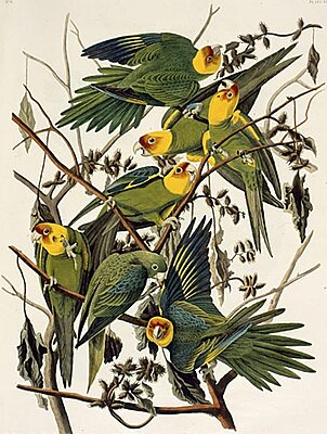 Click image for larger version

Name:	AudubonCarolinaParakeet2.jpg
Views:	152
Size:	182.3 KB
ID:	217329