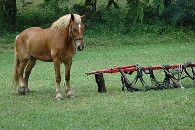 Click image for larger version

Name:	Perryville Farm Day 2008 174.jpg
Views:	102
Size:	141.8 KB
ID:	218516