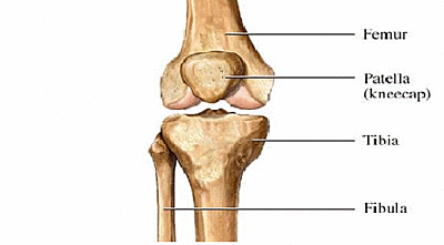 Click image for larger version

Name:	Knee Anatomy.gif
Views:	56
Size:	25.1 KB
ID:	224481