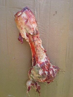 Click image for larger version

Name:	Leg Bone Before.jpg
Views:	218
Size:	1.61 MB
ID:	230863